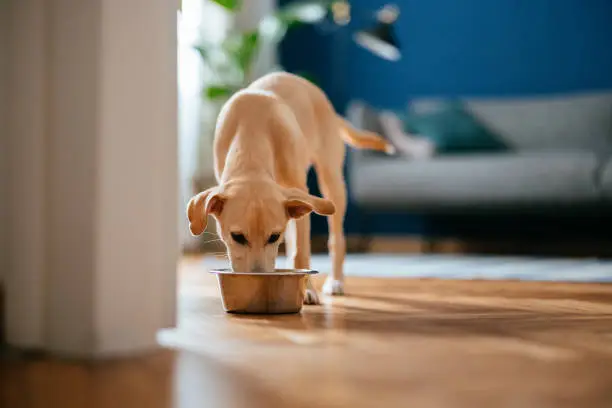 Food & Treats