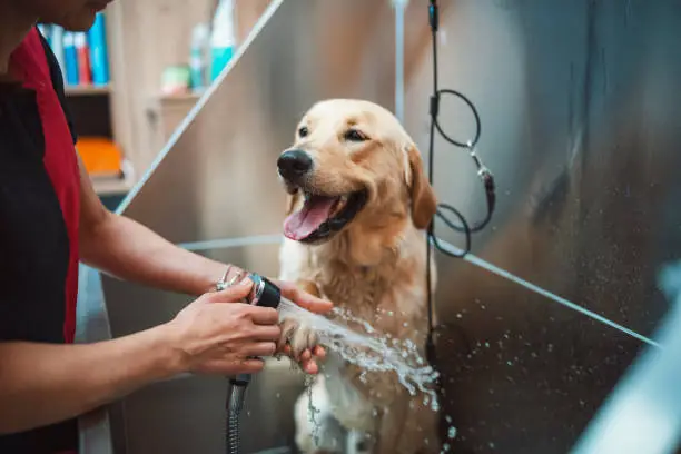 Grooming