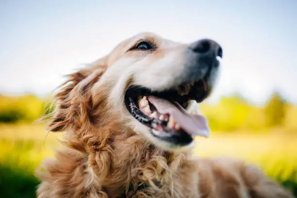 Happy Dog with Frisbee